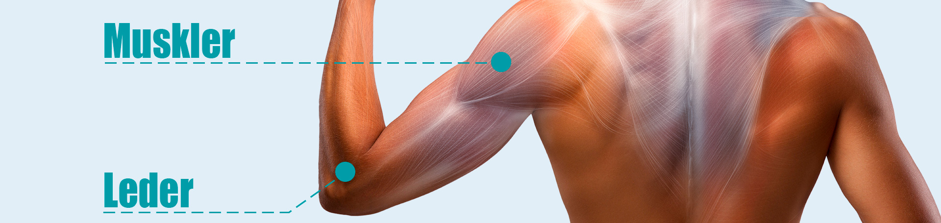 VL_VP_HERO_Muskler-Leder_V2_1920x455_0619_SE.jpg